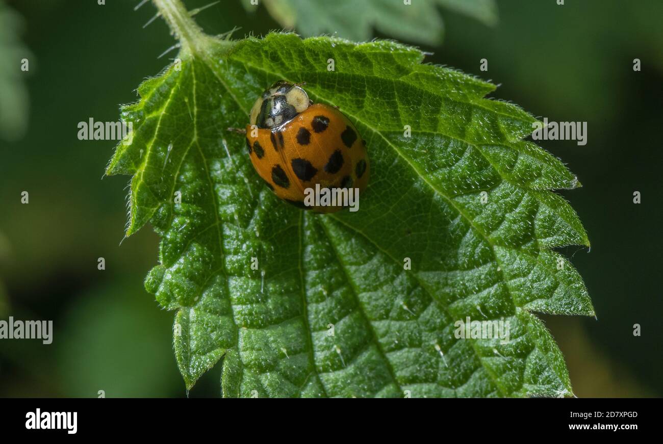 Harlequin ladybird adulto, Harmonia axyridis, sulla vegetazione lungo il fiume in tarda estate; Dorset. Foto Stock