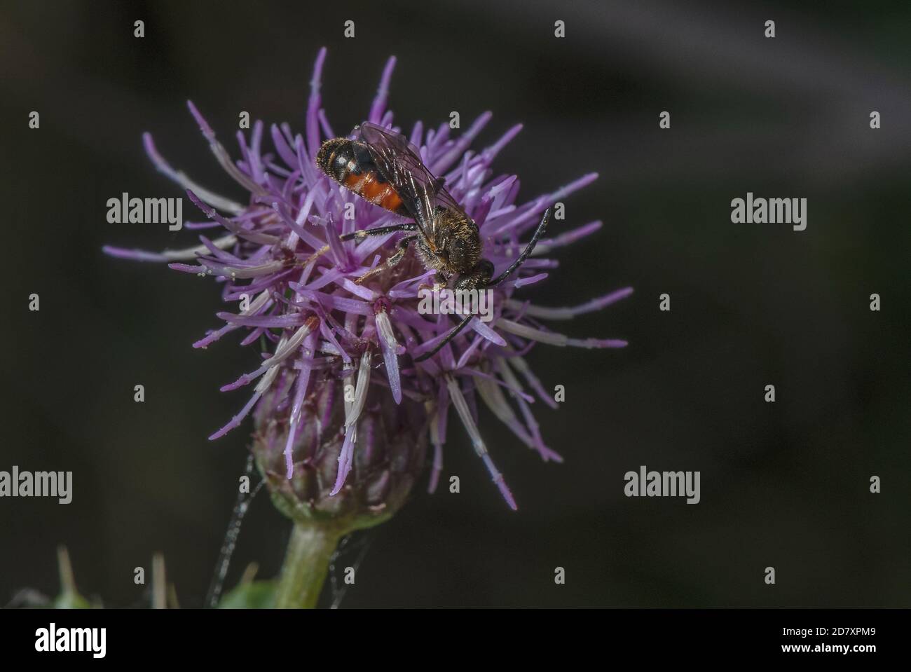 Maschio comune solco ape, Lasioglossum calceatum, visitando fiori di Tistle strisciante in tarda estate. Dorset. Foto Stock