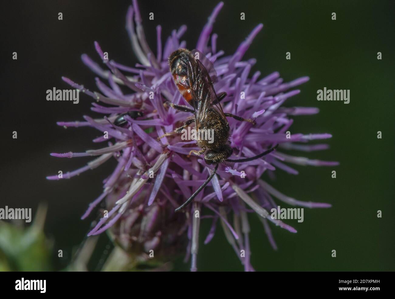 Maschio comune solco ape, Lasioglossum calceatum, visitando fiori di Tistle strisciante in tarda estate. Dorset. Foto Stock