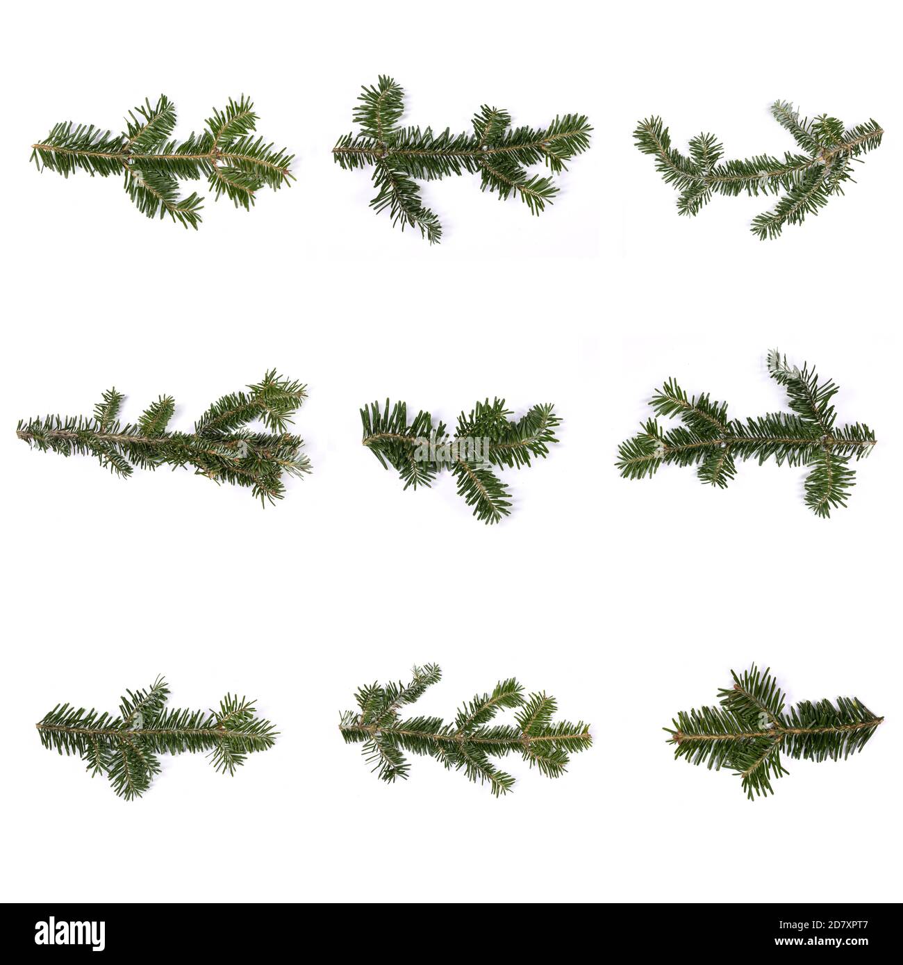 Evergreen albero di pino abete natalizio su ramo bianco per design Foto Stock