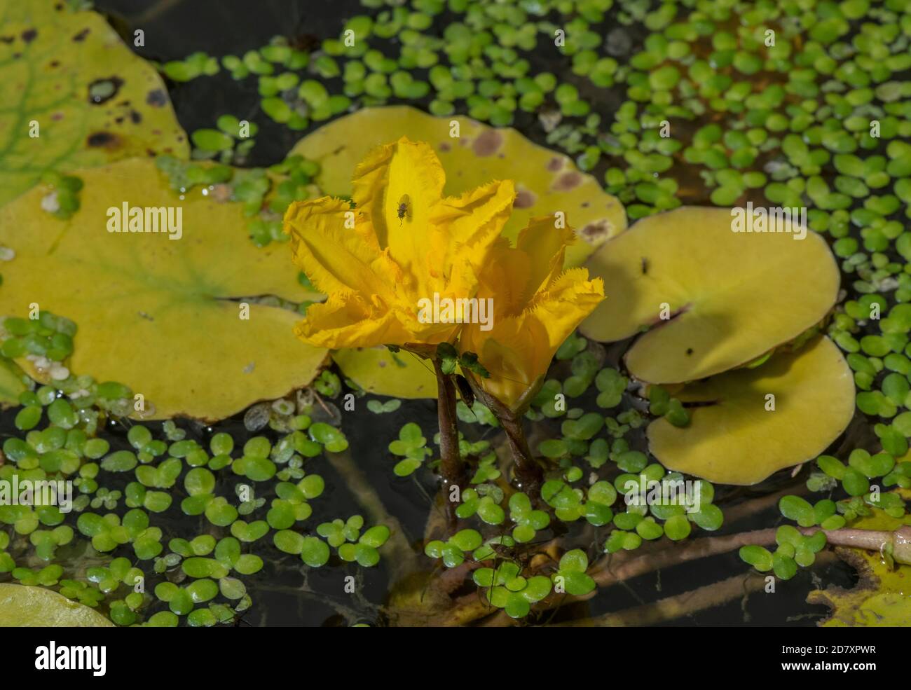 Ninfee frange, Nymphoides peltata, in fiore tra anatre, fiume Stour, Dorset. Foto Stock