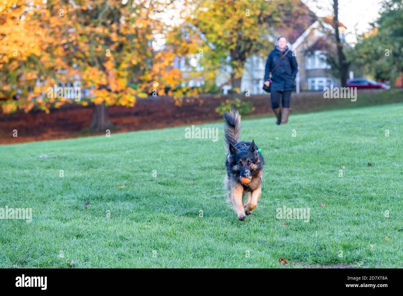 Northampton, 26 ottobre 2020. Le persone che camminano fuori i cani godono dei colori d'autunno dorati che stanno mostrando bene nel sole di prima mattina in Abington Park. Credit: Keith J Smith./Alamy Live News Foto Stock
