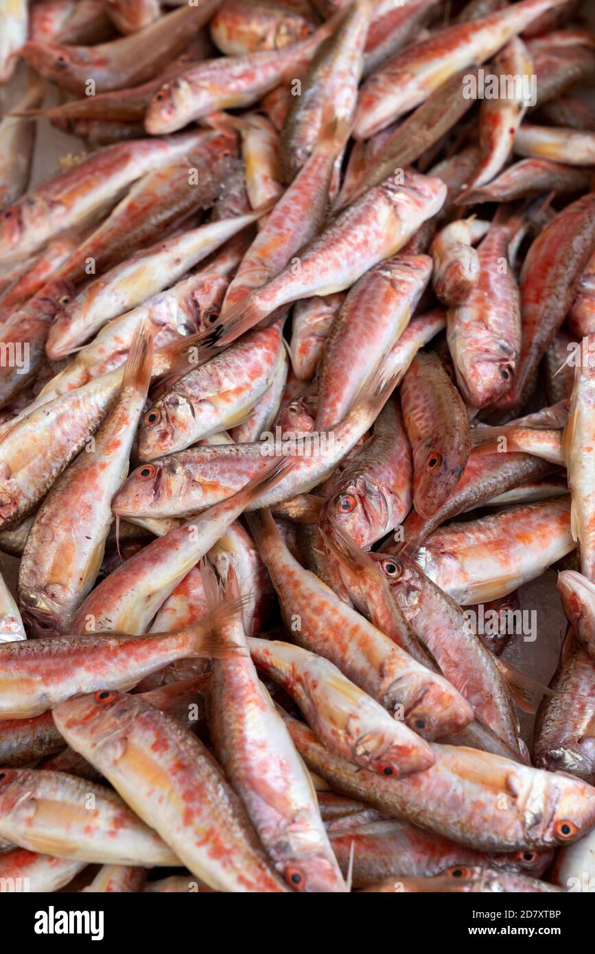 Triglia rossa su ghiaccio al pesce market.Mediterranean ed è anche il miglior ingrediente della dieta. Foto Stock