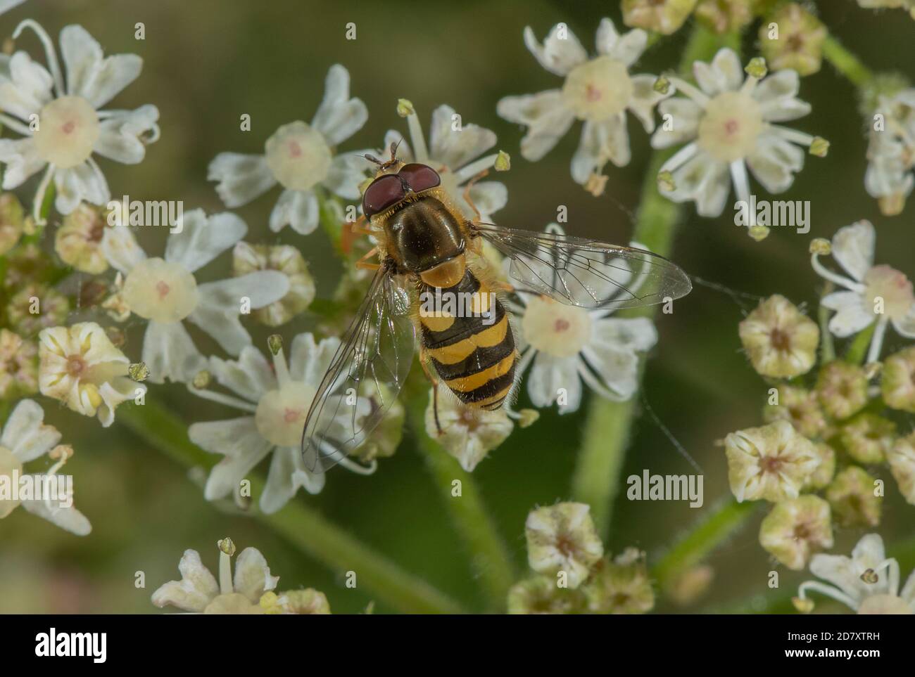 Hoverfly comune a fasce, Syrphus ribesii, che si nutrono di fiori di Hogweed, in tarda estate. Foto Stock