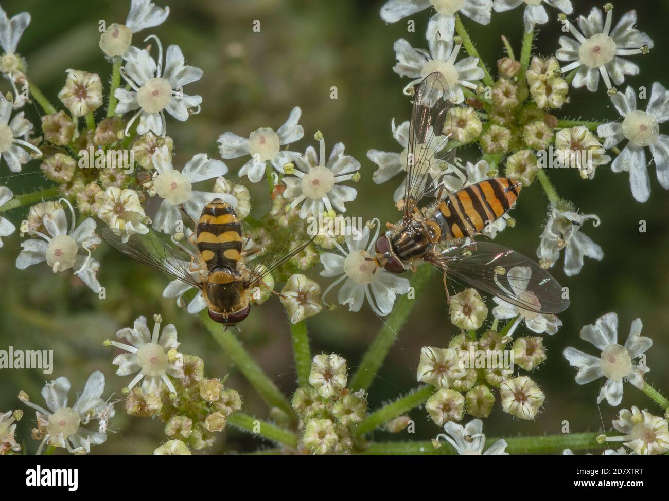 Marmalata hoverfly e comune bandito hoverfly nutrimento su fiori di Hogweed, in tarda estate. Foto Stock