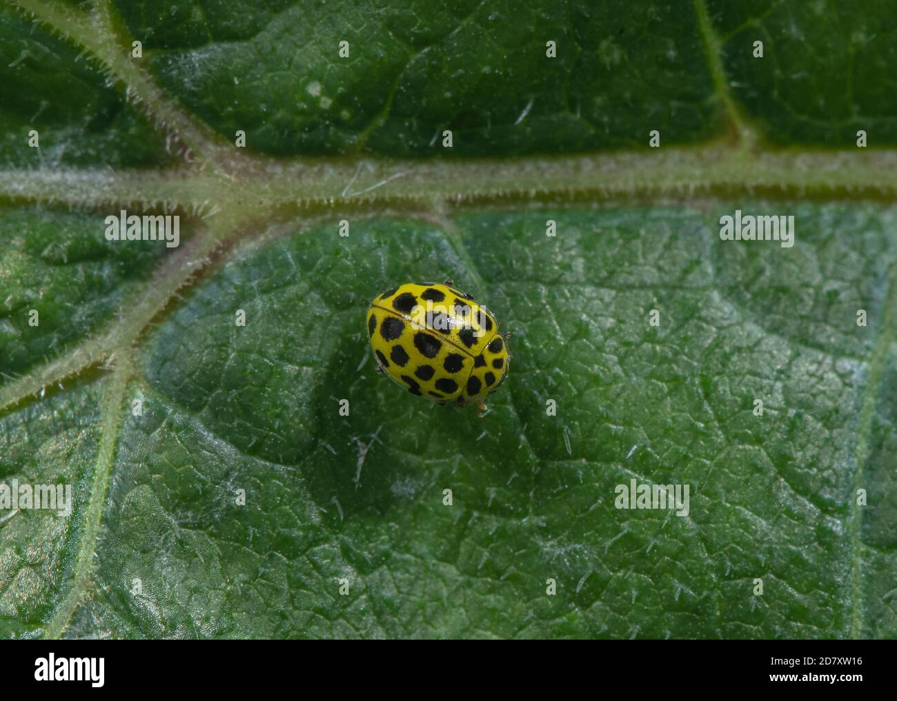 22 Spot Ladybird, Psyllobora vigintiduopunctata, sulla superficie delle foglie. Acqua di muffa. Foto Stock
