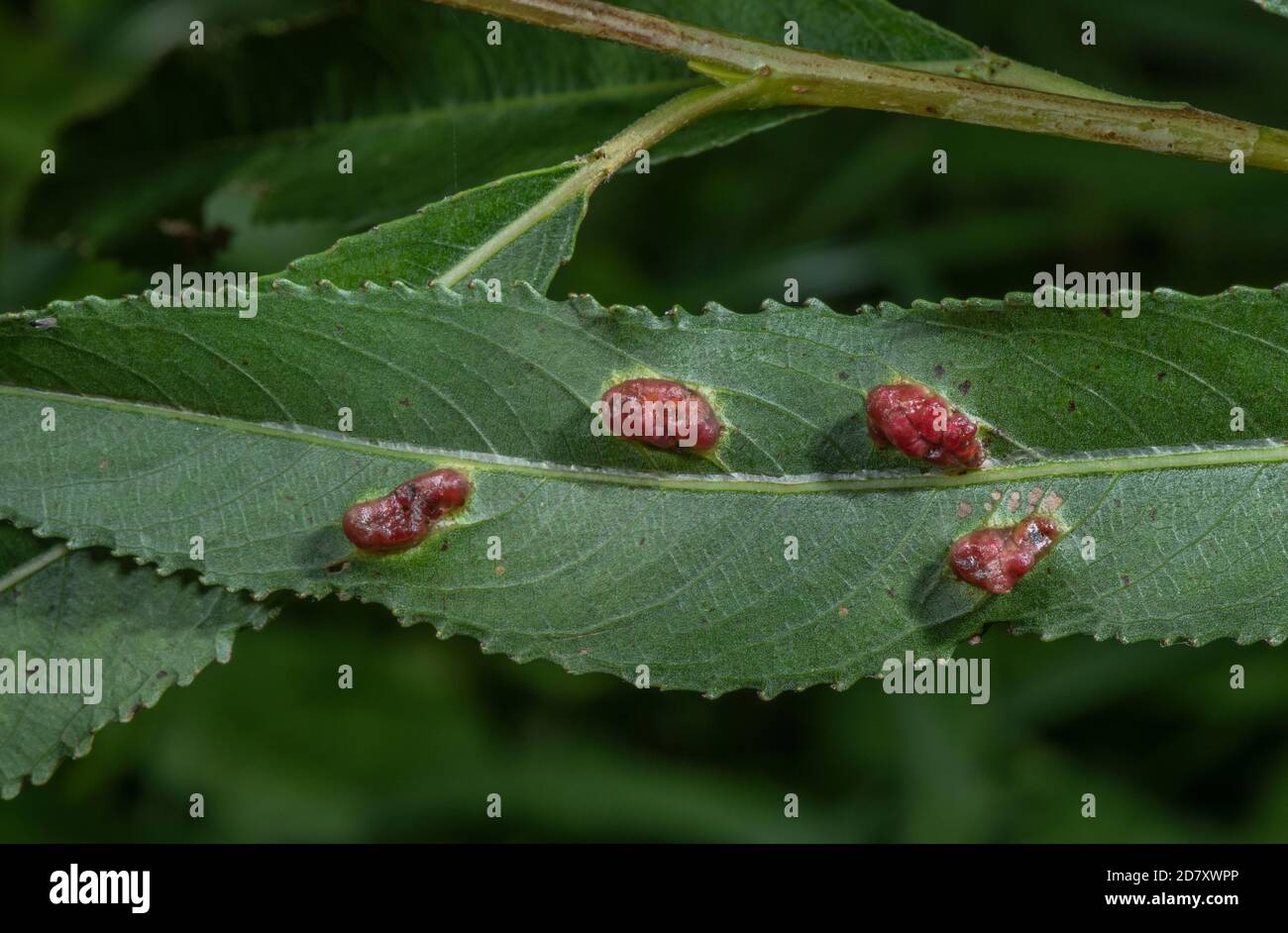Galls causato da Willow Redgall Sawfly, Pontania proxima, sulle foglie di Common osier, Salix virinalis, Somerset. Foto Stock