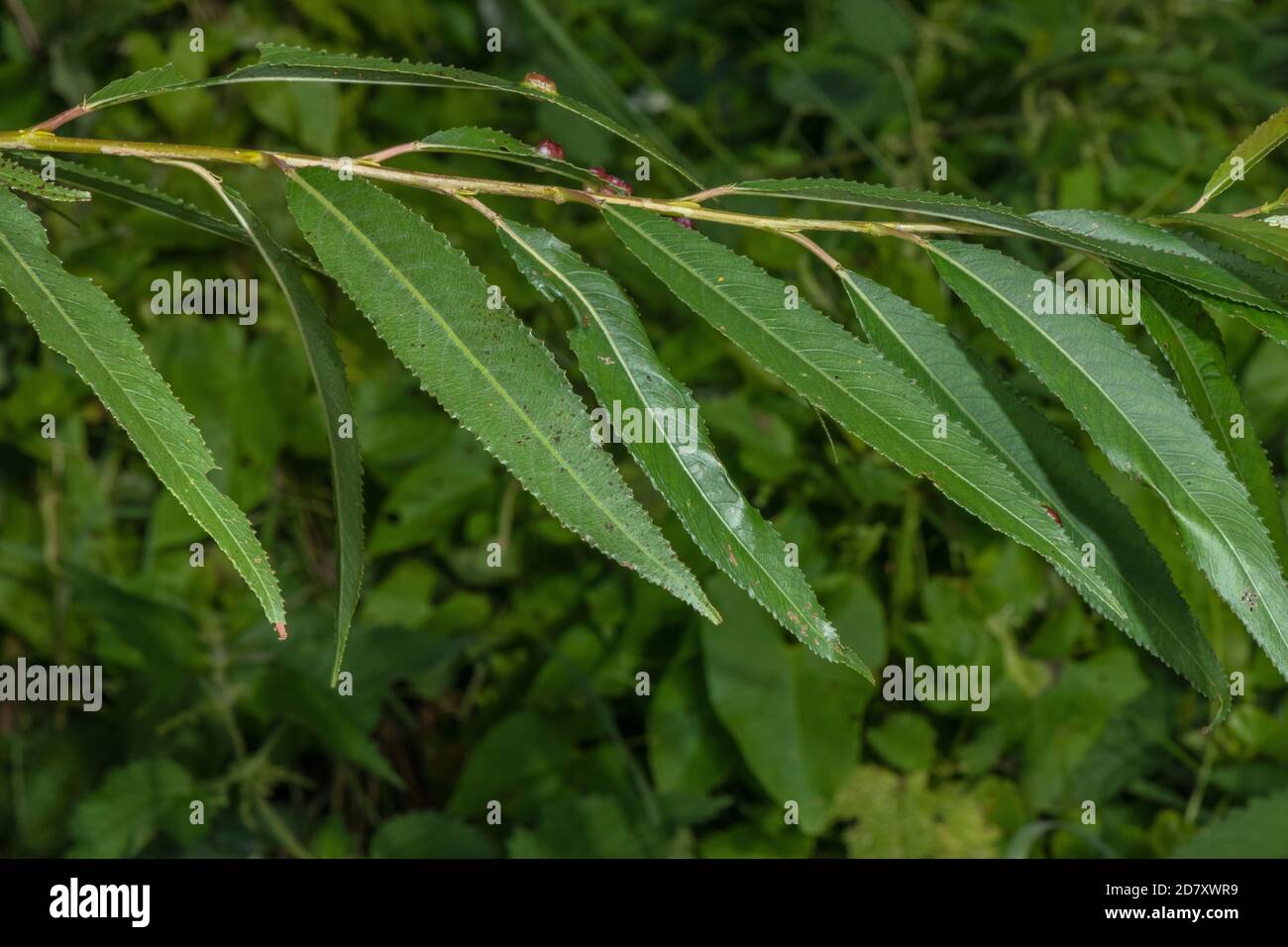 Foglie di Common Osier, Salix virinalis; pianta utilizzata per la fabbricazione di cestini. Livelli Somerset. Foto Stock