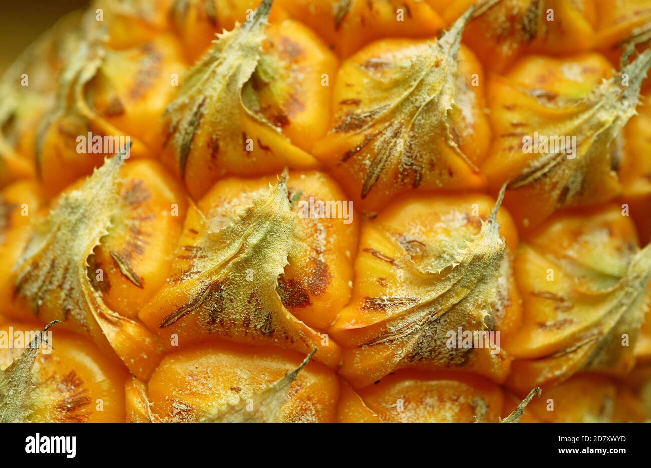 Closeup la texture unica degli occhi freschi di ananas maturo e. Spellare per lo sfondo e lo sfondo Foto Stock