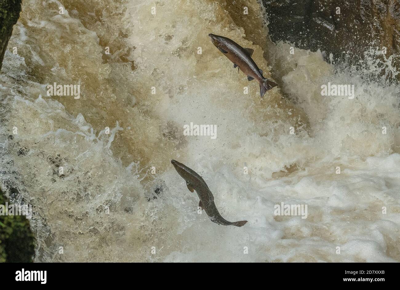 Salmone Atlantico, Salmo salar, migrando sul fiume Almond, Perth & Kinross, per la razza. Foto Stock