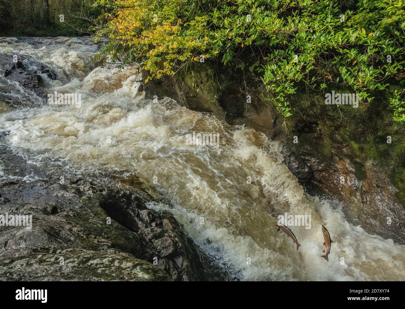 Salmone Atlantico, Salmo salar, migrando sul fiume Almond a Buchanty Spout, Perth & Kinross, per la razza. Foto Stock