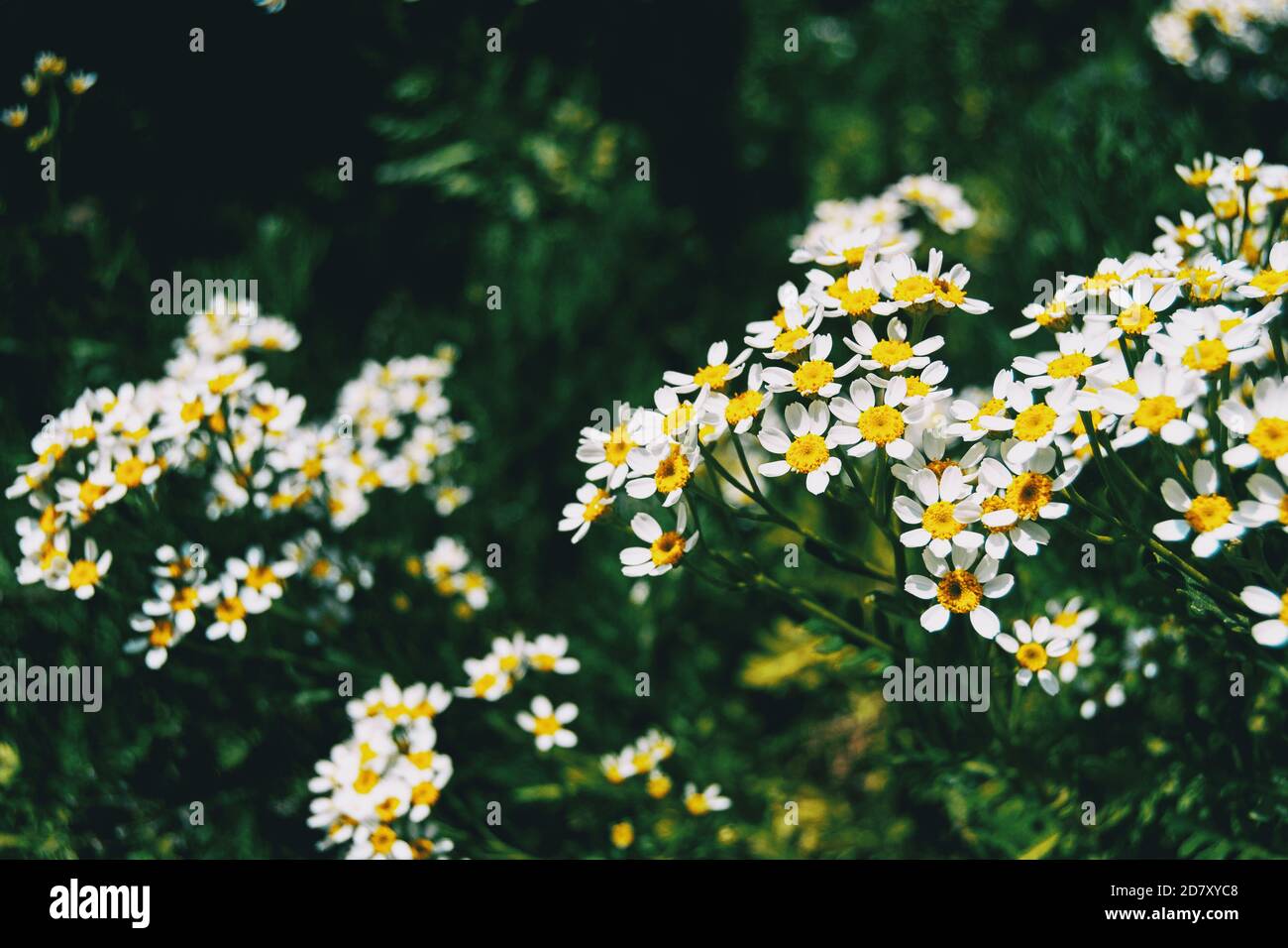Un mazzo di fiori bianchi selvatici di achillea ptarmica illuminato dalla luce del sole con uno sfondo non focalizzato Foto Stock