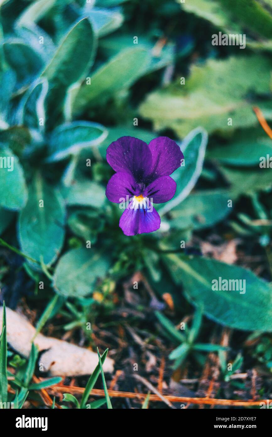 Primo piano di un fiore viola di viola odorata di viola centrata l'immagine Foto Stock