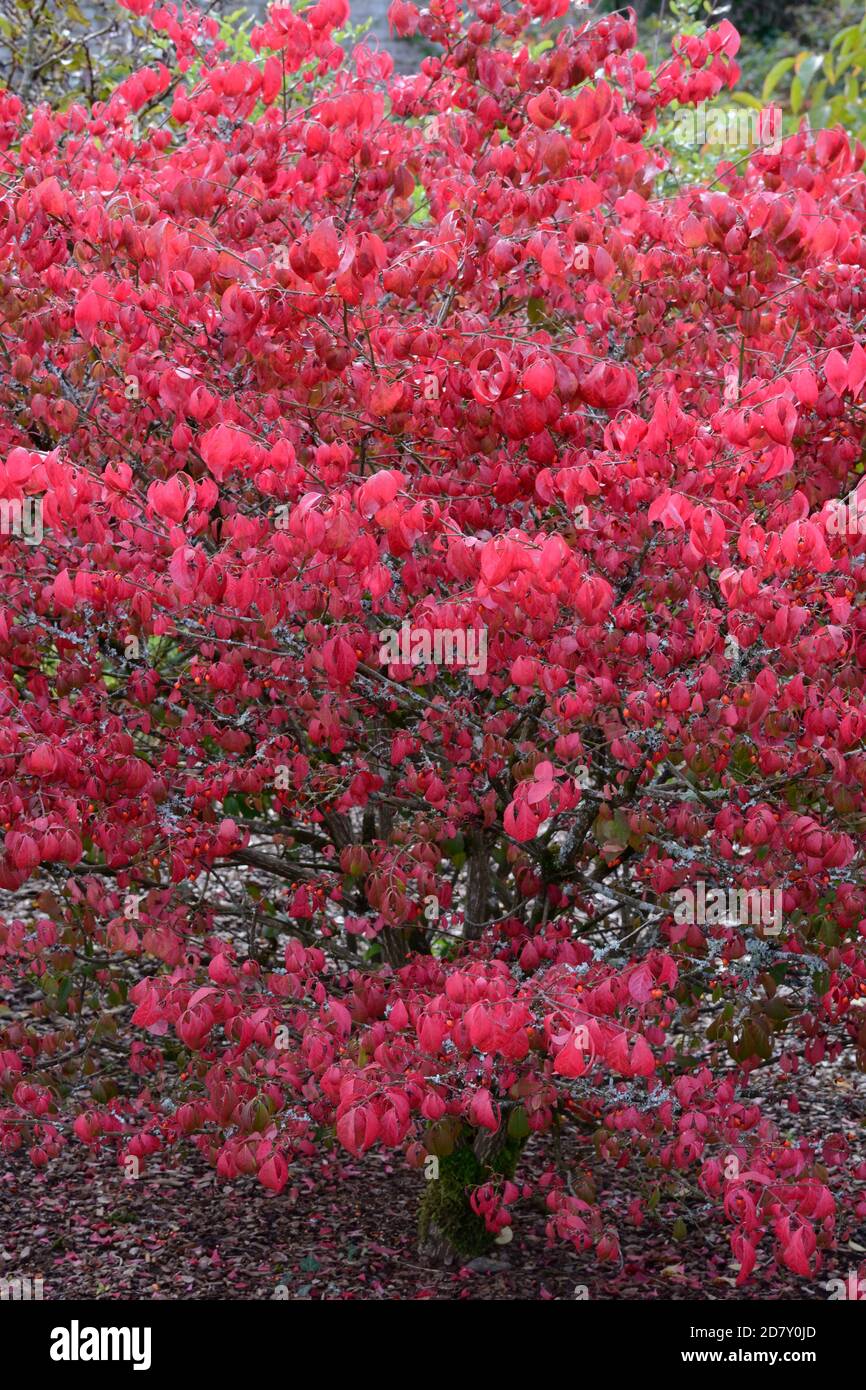 Euonymus alatus compactus Burning Bush Compact Winged spindle rosso Bush albero con foglie rosse in autunno Foto Stock