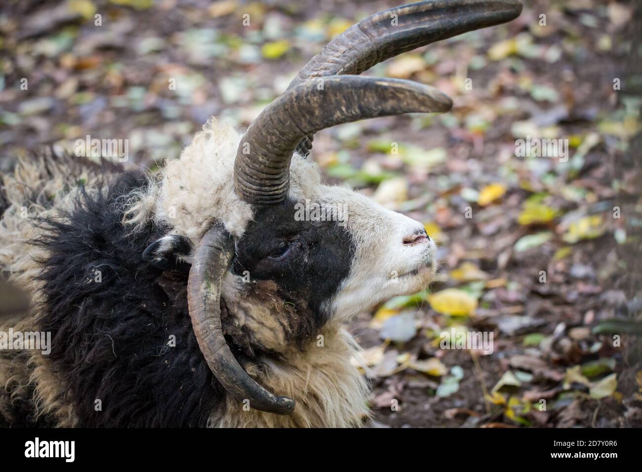 "Jakob Sheep", una razza di pecora con quattro corna Foto Stock