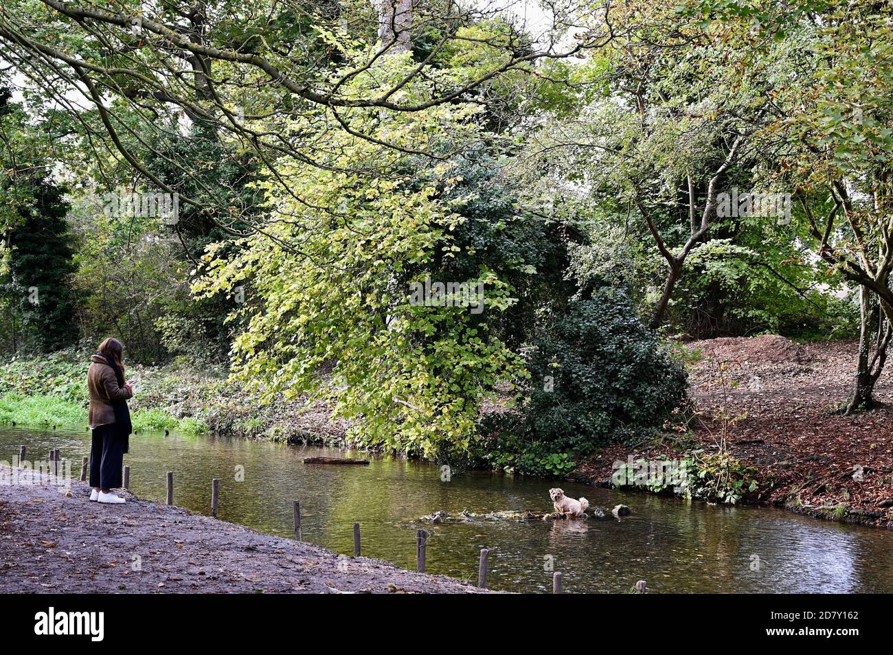 Un cane vade nel fiume Cray mentre il proprietario guarda sopra. Foots Cray Meadows, Sidcup, Kent. REGNO UNITO Foto Stock