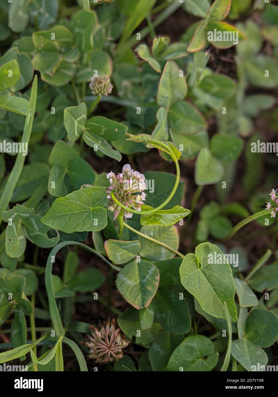 Piante selvatiche che crescono nel prato Foto Stock