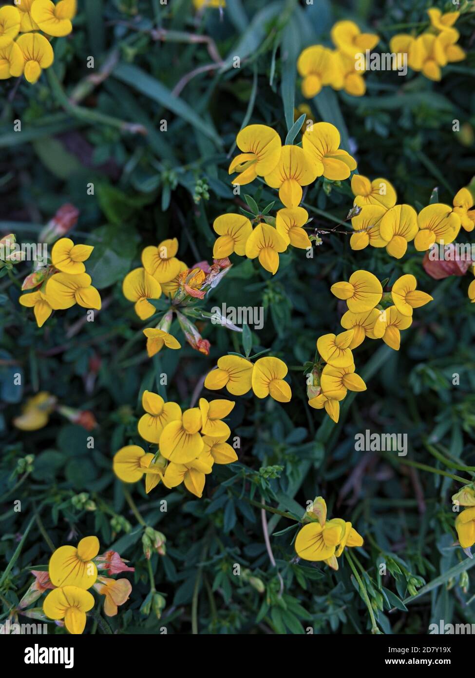 Un tappeto di fiori gialli. Fiori di loto corniculatus nel prato. Foto Stock
