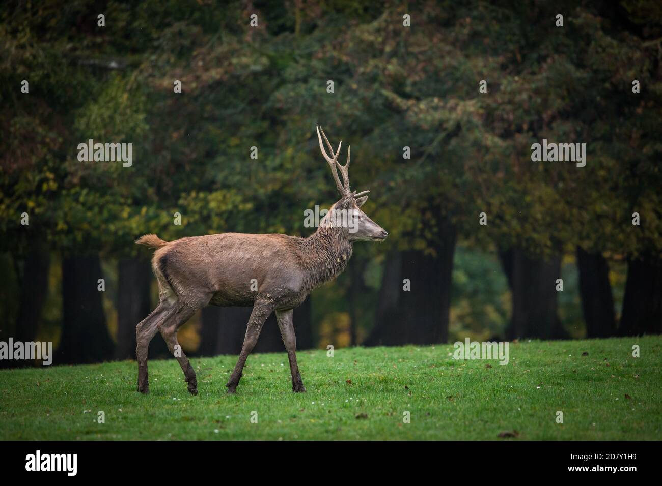 Cervi rossi maschi (Cervus elaphus) Foto Stock