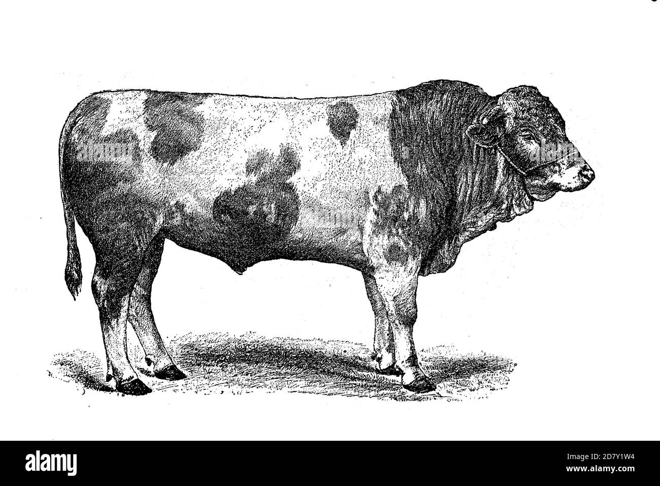 Fleckvieh è una razza di bovini a doppio uso adatta sia alla produzione di latte che di carne. Ha avuto origine in Europa Centrale nel 19 ° secolo da cross-breeding di stock locale con bestiame Simmental importato dalla Svizzera / Rinderrasse Schweizer Fleckvieh, Simmentaler oder Simmentaler Fleckvieh, Schweiz, Historisch, storico, digitale riproduzione migliorata di un originale del 19 ° secolo / digitale Reduction einer Originalvorlage dem aus 19. Jahrhundert Foto Stock