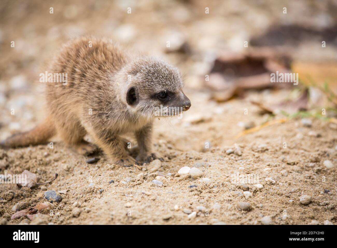 Bambino Meerkat in cattività (Suricata suricatta) Foto Stock