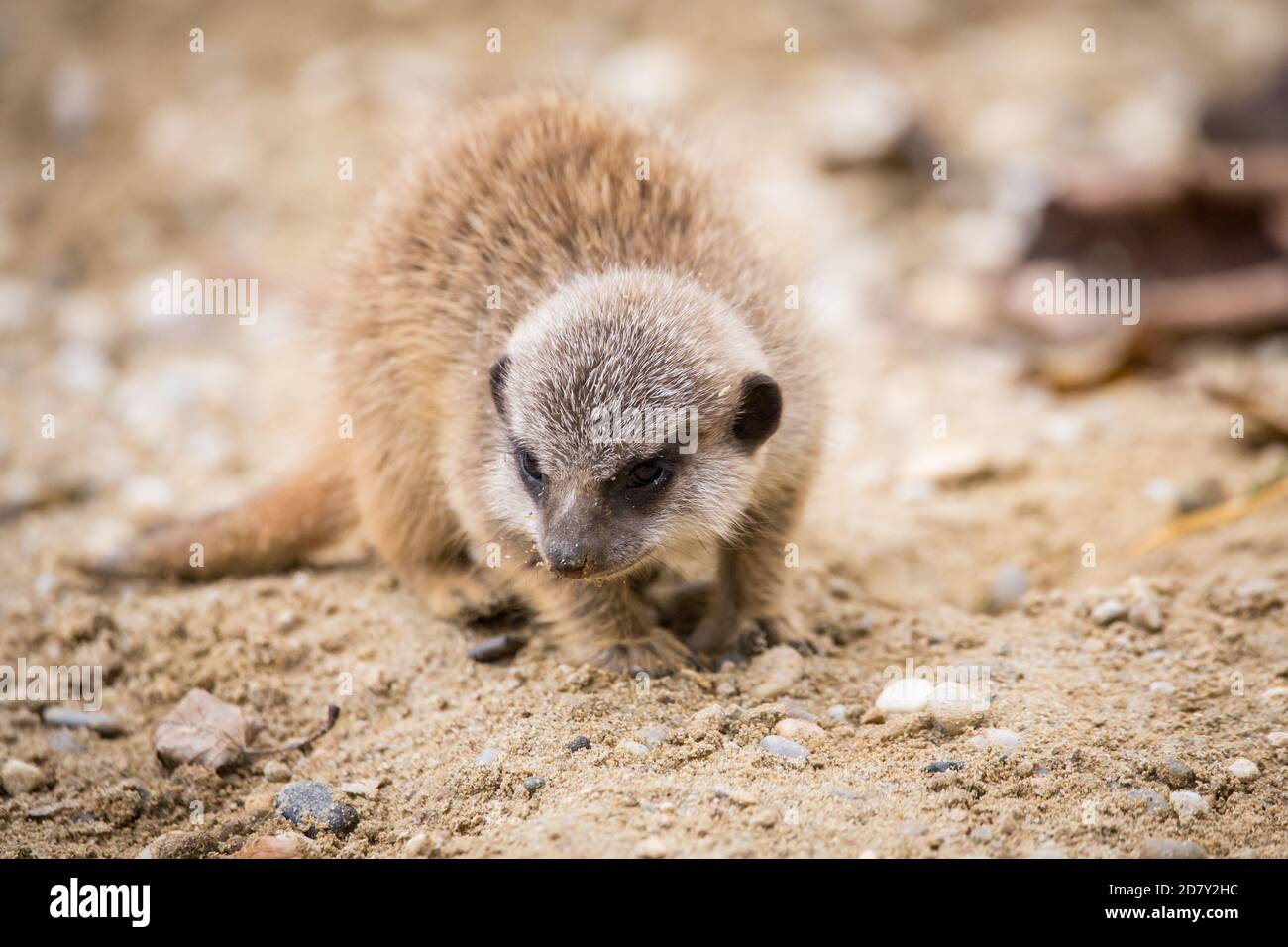 Bambino Meerkat in cattività (Suricata suricatta) Foto Stock