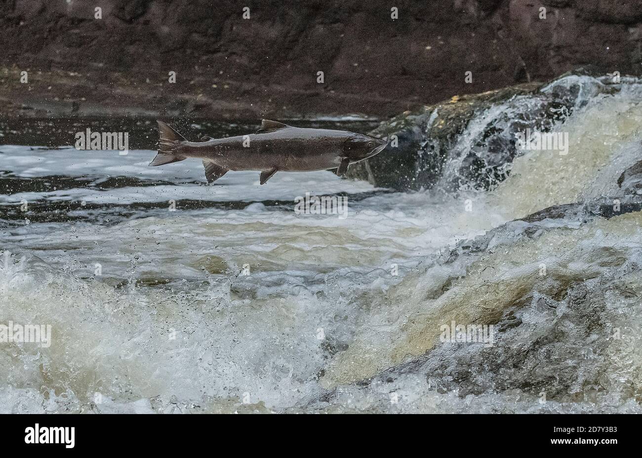 Salmone Atlantico, Salmo salar, migrando sul fiume Almond, Perth & Kinross, per la razza. Foto Stock