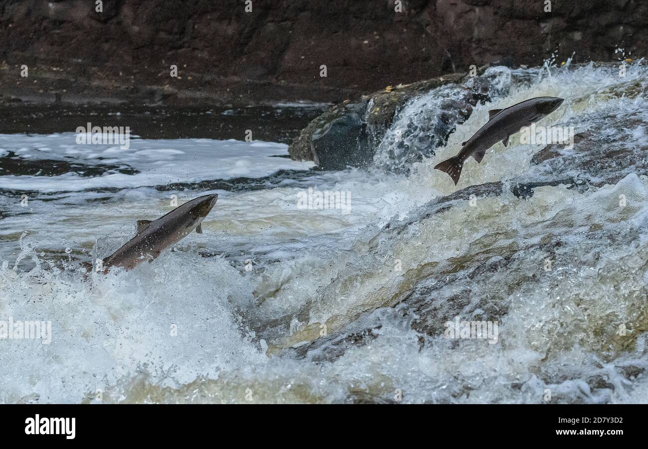 Salmone Atlantico, Salmo salar, migrando sul fiume Almond, Perth & Kinross, per la razza. Foto Stock