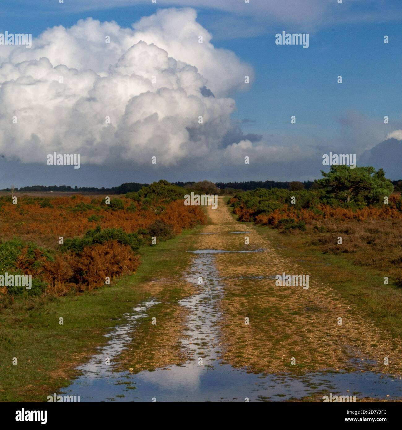 Nuove nuvole di foresta Foto Stock