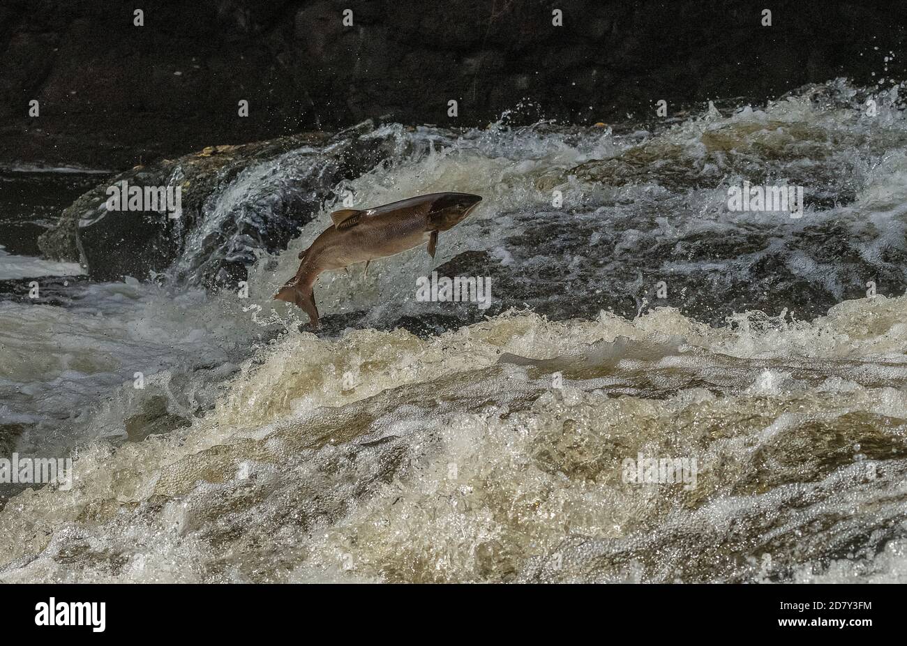 Salmone Atlantico, Salmo salar, migrando sul fiume Almond, Perth & Kinross, per la razza. Foto Stock