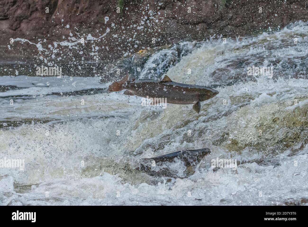 Salmone Atlantico, Salmo salar, migrando sul fiume Almond, Perth & Kinross, per la razza. Foto Stock