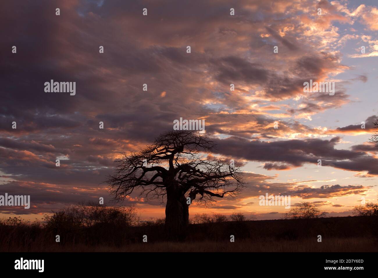 Le linee distintive di un antico Baobab sono delineate dall'ultima luce del giorno. Il Baobab è un albero di altitudini inferiori e clima caldo e secco. Foto Stock