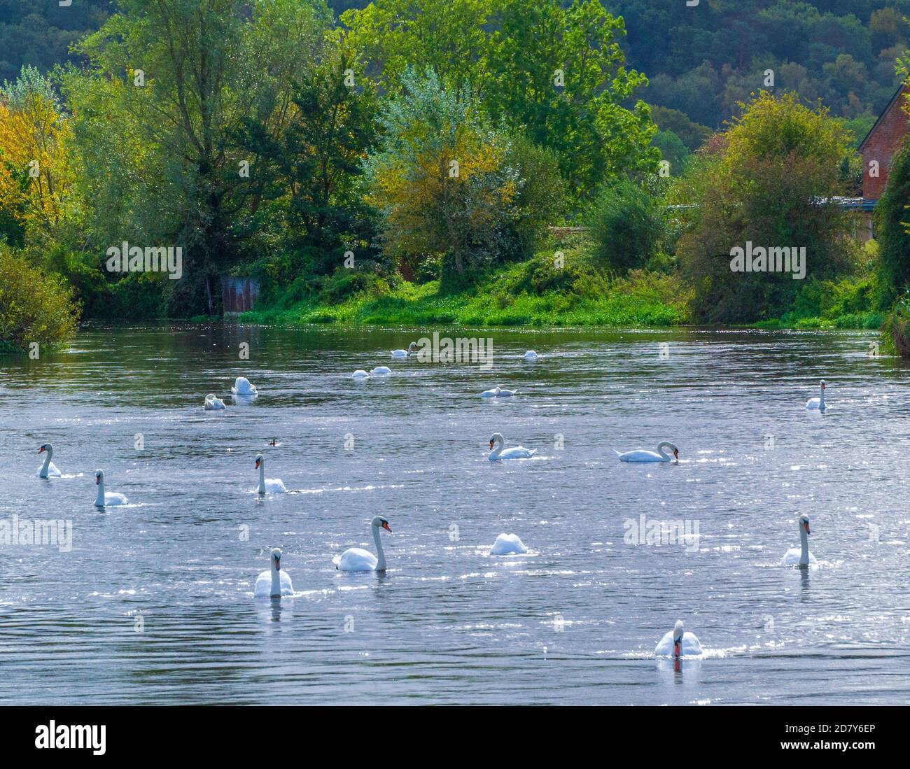 Cigni sul fiume Woodgreen Foto Stock