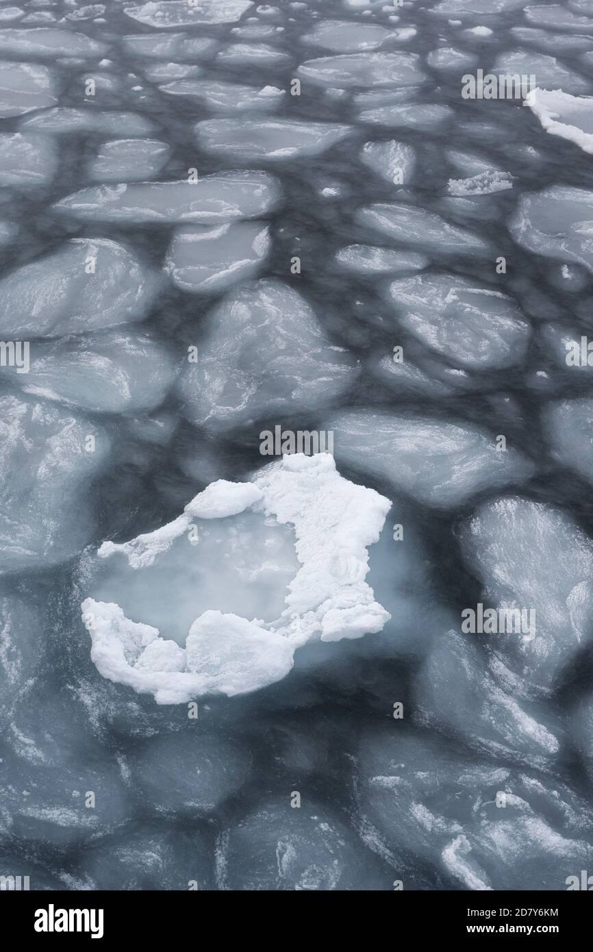 Ghiaccio in deriva nell'Oceano Artico a Svalbard. Il pacco di ghiaccio galleggia come un foglio di ghiaccio. Circolo polare artico a nord di Svalbard, Spitsbergen, Polo Nord Foto Stock