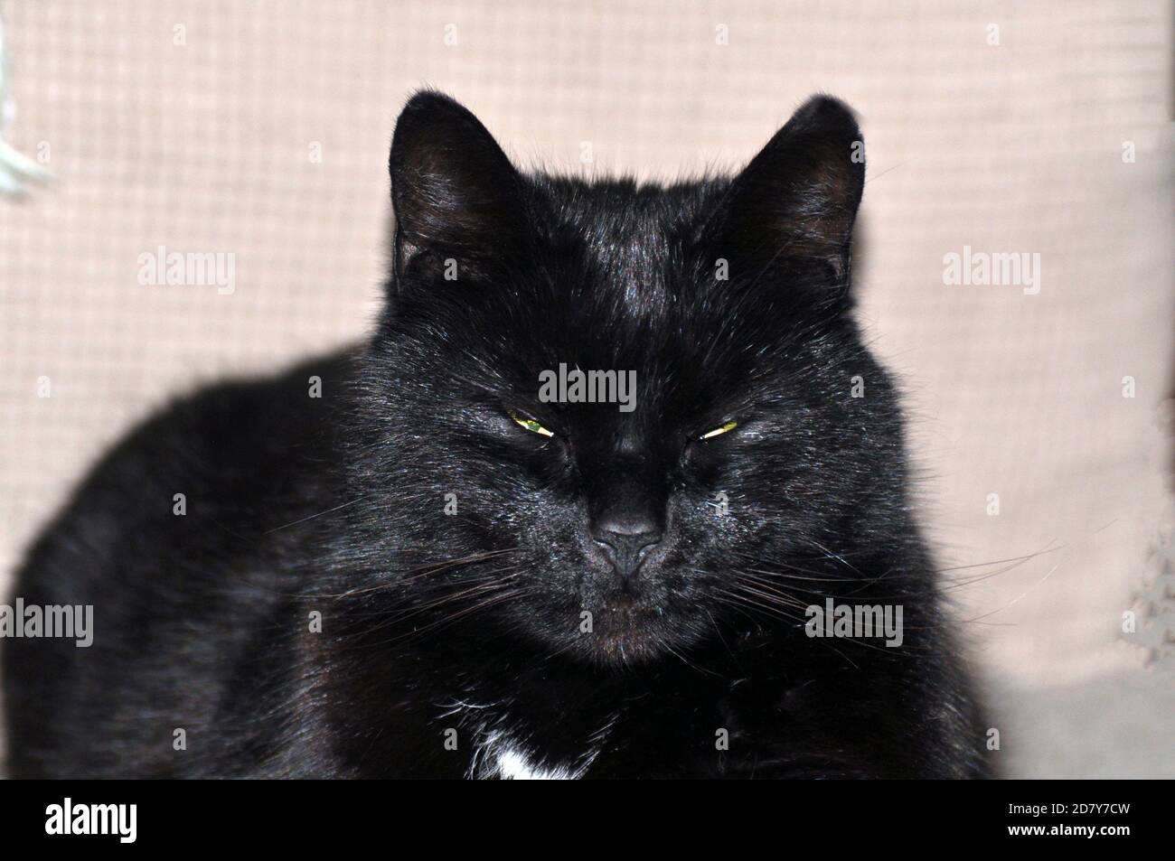 Faccia di un gatto nero con occhi glaring Foto Stock