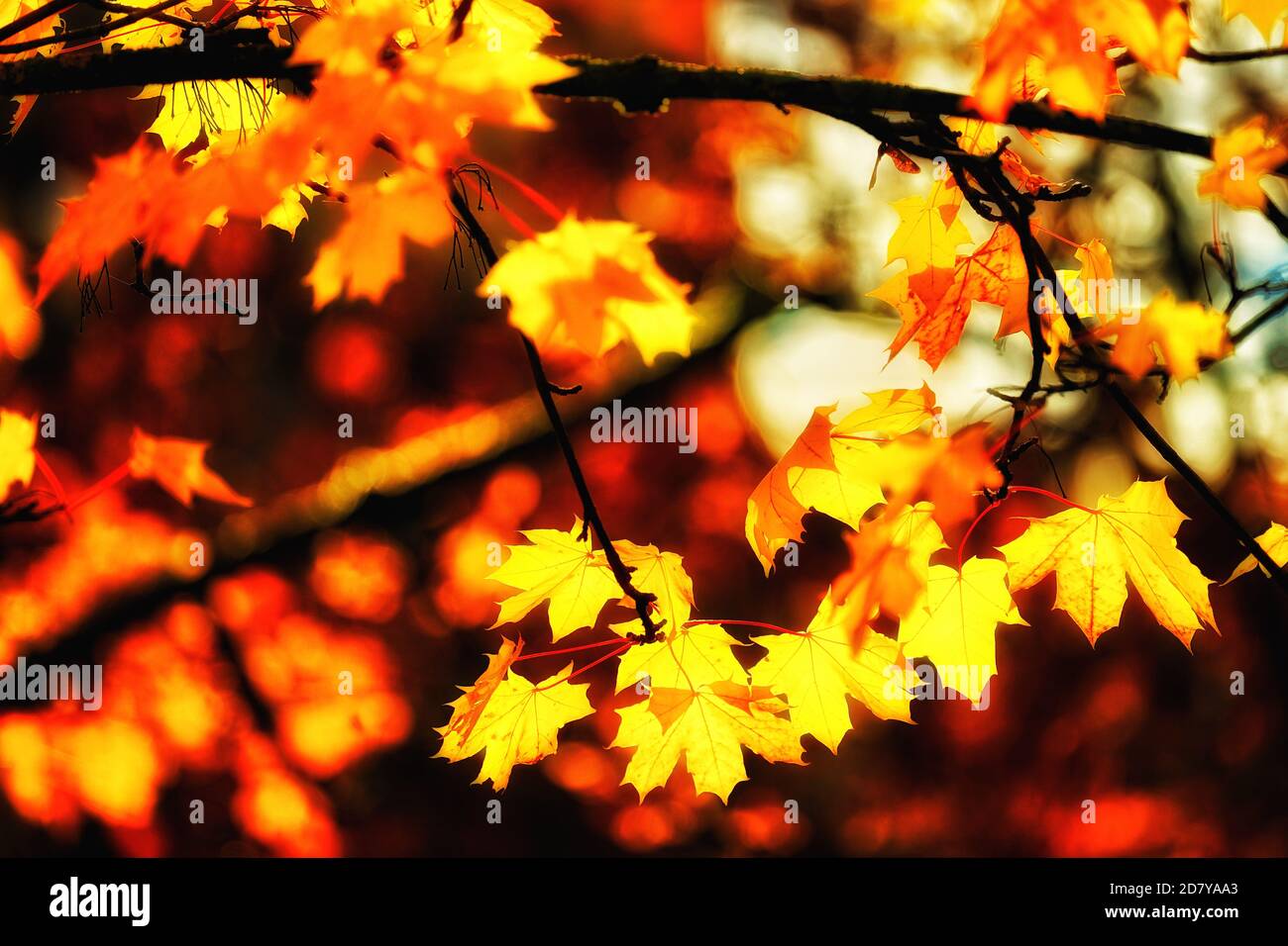 Herbstimmung in der Nähe der Stadt Zürich - umore d'autunno vicino alla più grande città svizzera, Zurigo, Europa Foto Stock