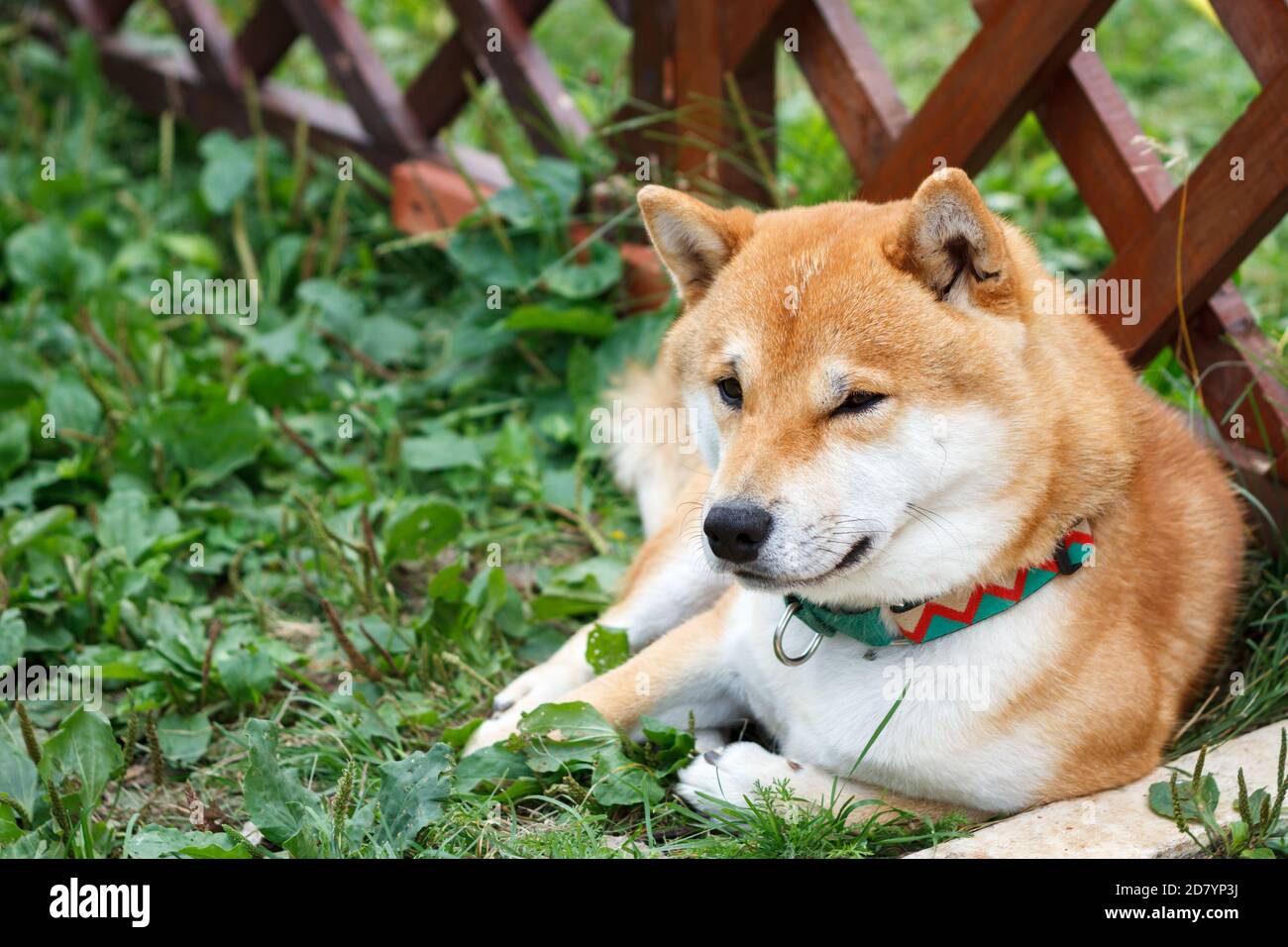 Il cane giapponese di razza Shiba Inu giace sull'erba verde in una giornata estiva soleggiata. Giapponese piccolo Dog Shiba Ken riposo su erba Foto Stock