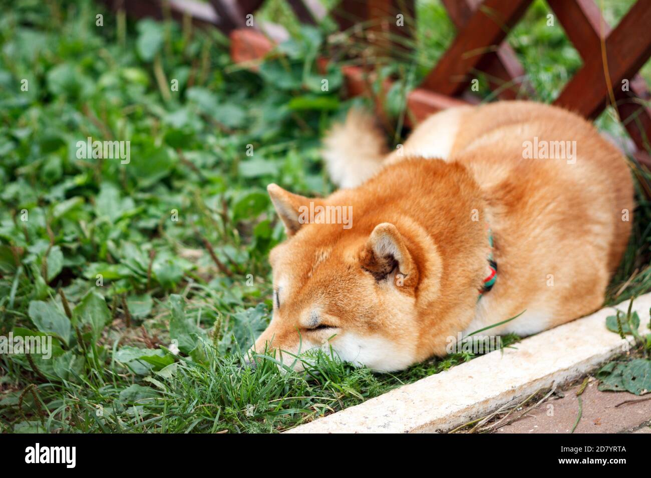 Cane giapponese di razza Shiba Inu sdraiato sull'erba verde nella soleggiata giornata estiva. Giapponese piccolo Dog Shiba Ken dormire su erba verde Foto Stock
