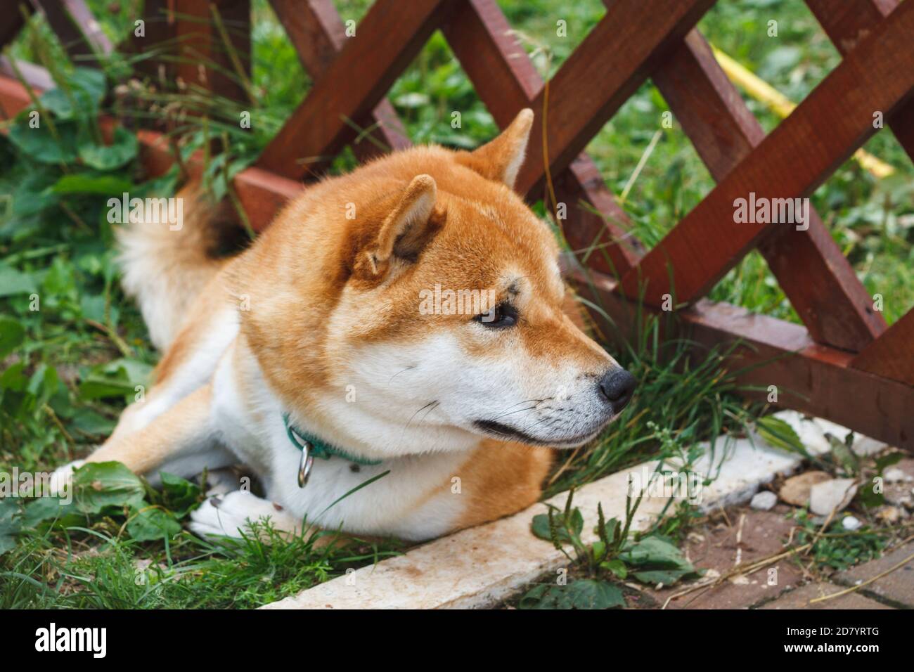 Cane giapponese di razza Shiba Inu sdraiato su erba verde in una giornata estiva soleggiata. Giapponese piccolo Dog Shiba Ken riposo su erba Foto Stock