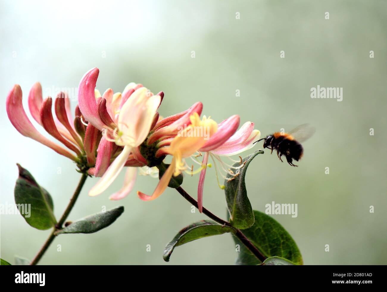 Carino bumblebee e fiori. Fotografia macro della natura. Insetto su fiore rosa primo piano foto. Estate in giardino. Sfondo verde sfocato. Foto Stock