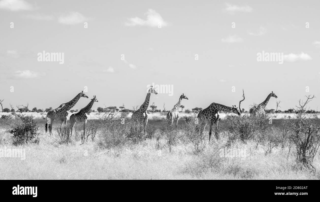 Piccolo gruppo di giraffe nello scenario della savana nel parco nazionale di Kruger, Sudafrica; specie Giraffa famiglia camelopardalis di Giraffidae Foto Stock