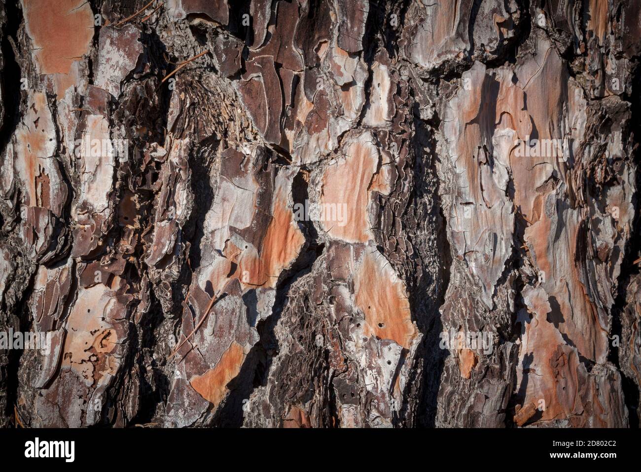 Sfondo isolato in tonalità naturali. Dettaglio della corteccia di un pino come risorsa grafica. Foto Stock