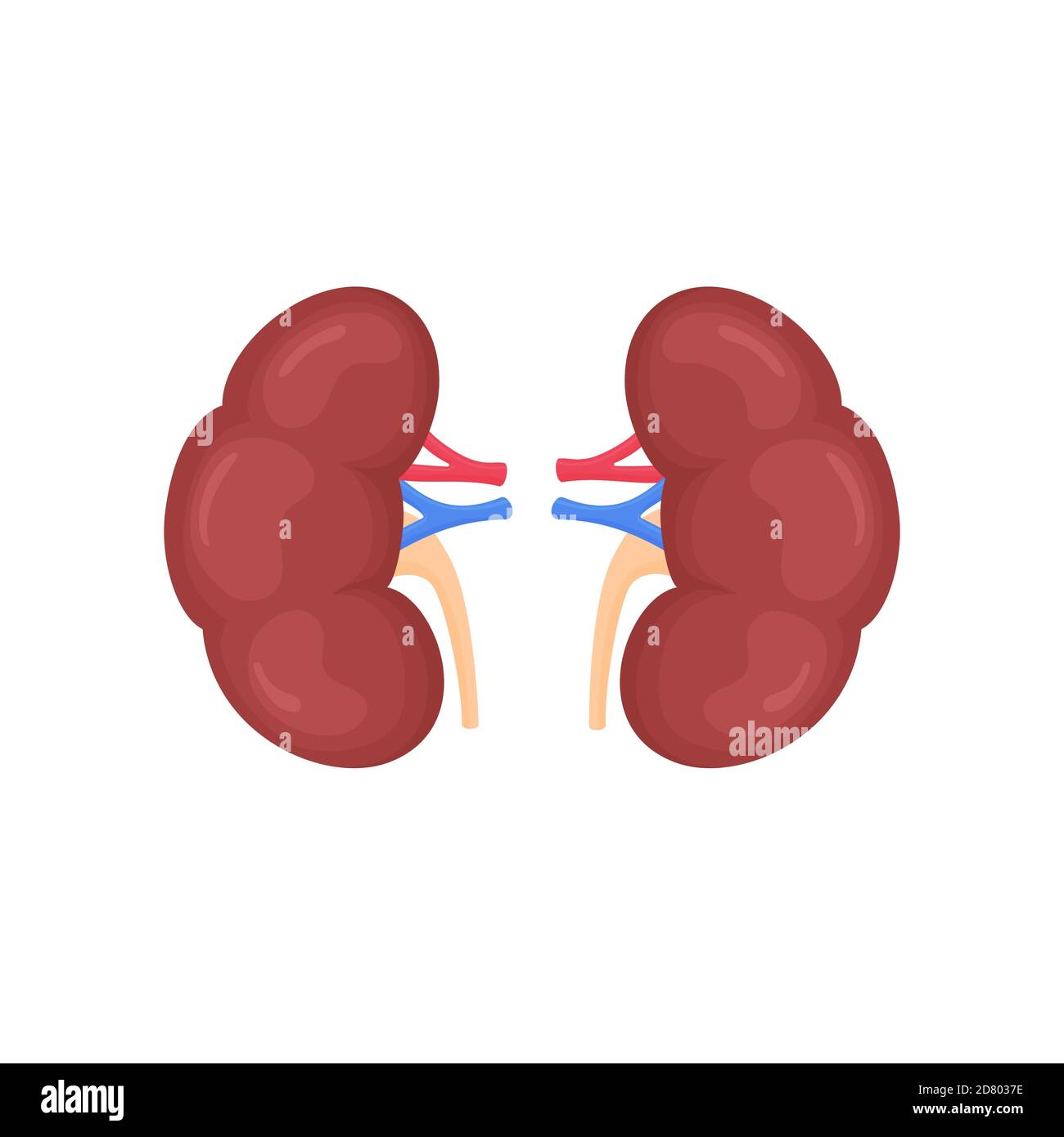 Reni umani colorati anatomici scientificamente precisi su sfondo bianco. Illustrazione dell'anatomia della scienza medica. Illustrazione Vettoriale