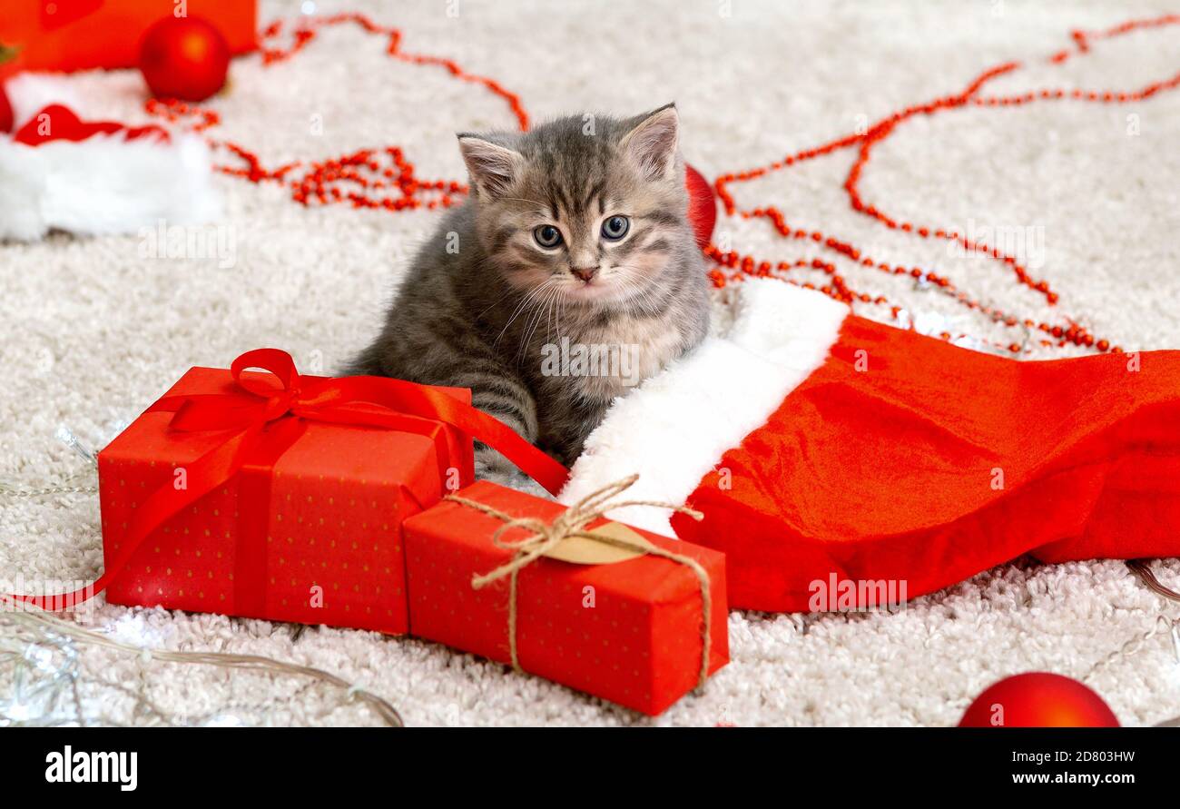 Carino gattino tabby vicino a Natale Babbo Natale cappello, luci ghirlanda, natale regali decorazione. Bel gatto del bambino. Animali domestici a Capodanno Foto Stock