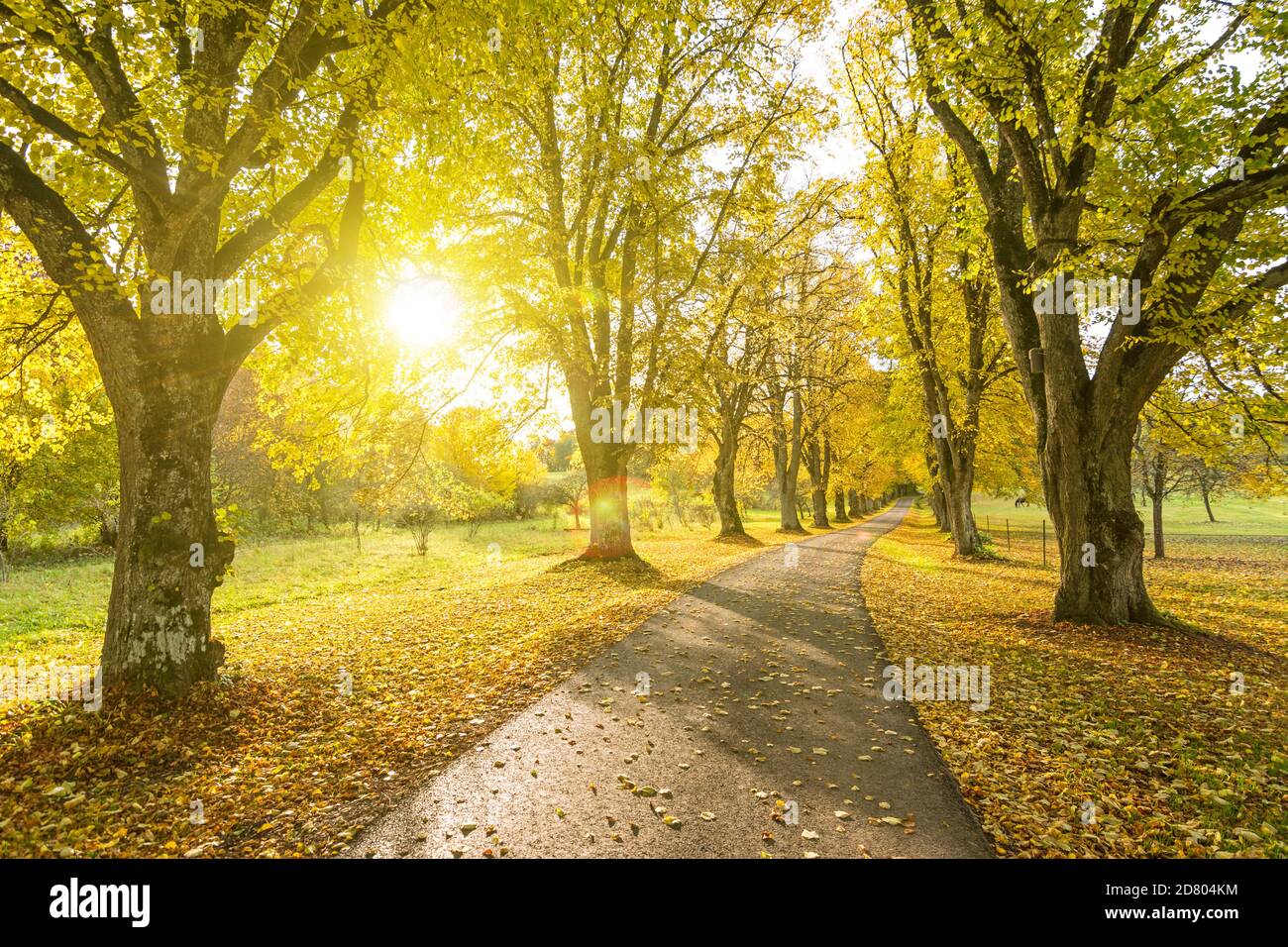 Bella strada di contea alberata in autunno con il sole che splende attraverso le foglie gialle degli alberi Foto Stock