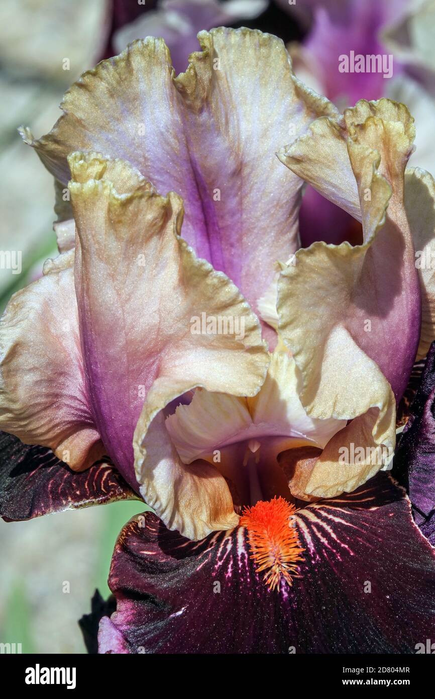 Alto Iris con aride stamens 'Pass the Wine' lavanda fiore di borgogna Foto Stock