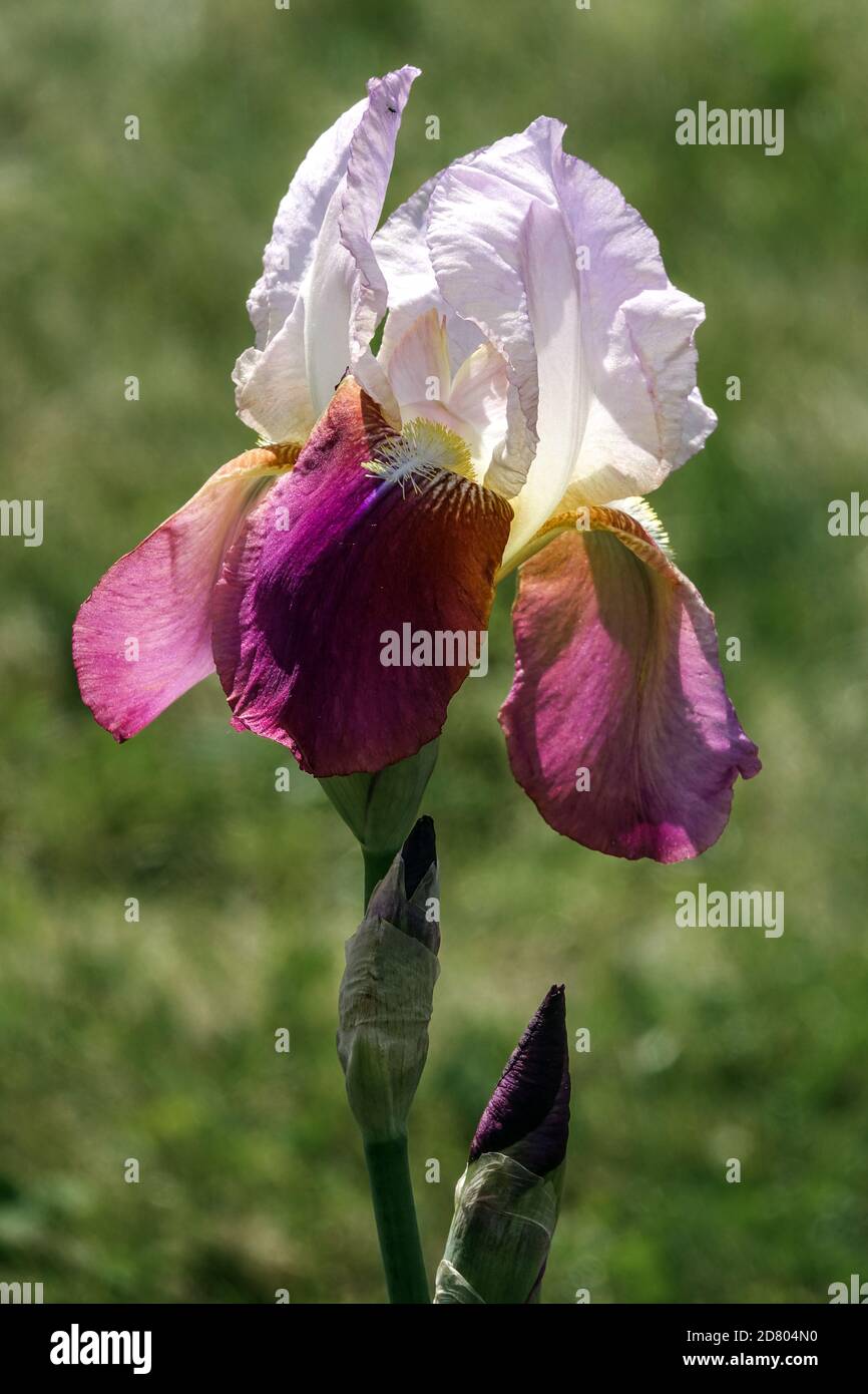 Alto Iris con orecchie Maytime Foto Stock