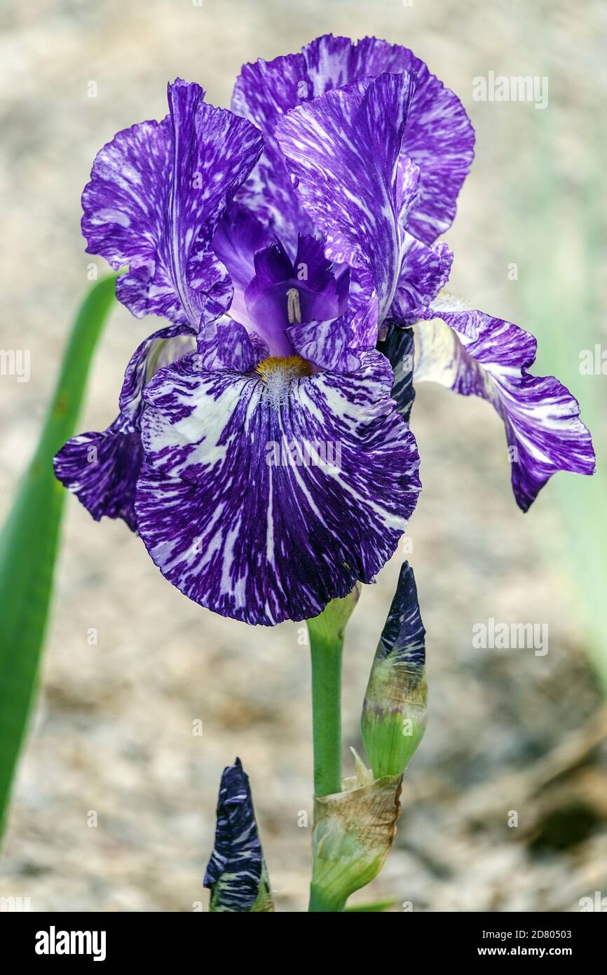 Fiore di Iris barbuti alto fiore di Iris blu "Batik", Iris motley in giardino Foto Stock