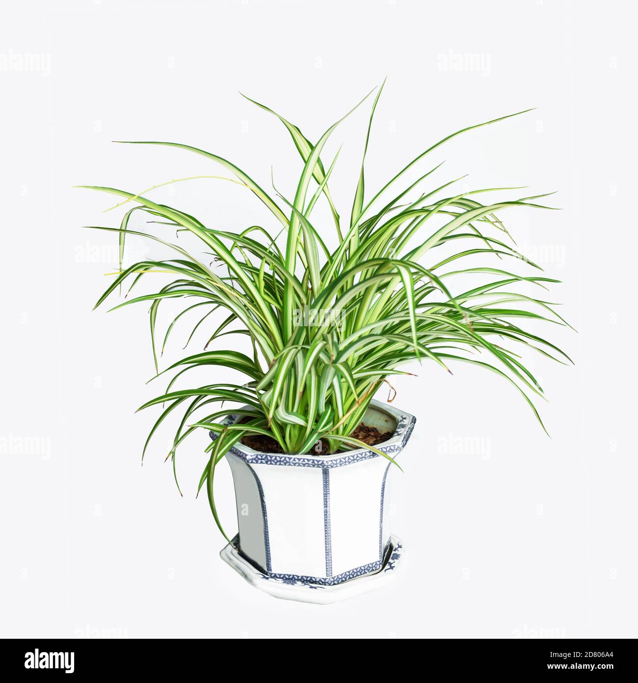 Chlorophytum isolati su sfondo bianco Foto Stock