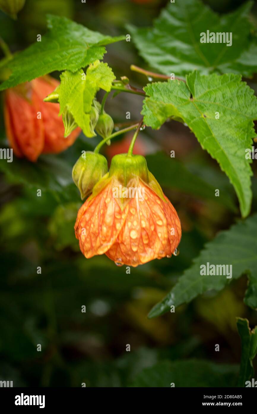 Fiore a forma di campana di Abutilon, e fogliame Foto Stock